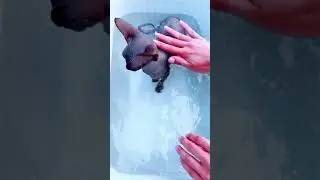 как купать лысую кошку Сфинкс 