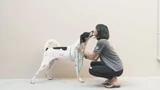 Helping Shelter Dogs Find a New Home with Ubersnap's GIF Photo Booth