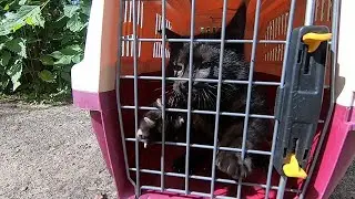 Второй чёрный дикий котёнок Папе расцарапал палец очень глубоко