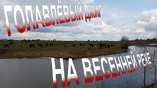 ГОЛАВЛЬ на ДЖИГ! Как ловить?/Голавль ВЕСНА