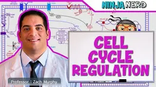 Cell Biology | Cell Cycle Regulation