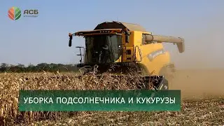 Уборка подсолнечника/Уборка кукурузы/Урожайность в условиях засухи 2024/Неурожай/Сев озимого рапса