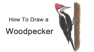 How to Draw a Woodpecker