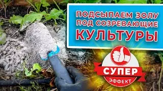 Подсыпаем золу под созревающие культуры - супер эффект!