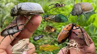Beetle season has arrived‼️deer claw beetle, palm beetle