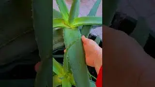🌵Алоэ Вера🌵Как Растет🌵Aloe Vera! 