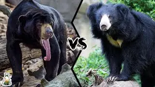 Sun Bear vs Sloth Bear - Who Would Win?