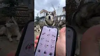 ВАУ😳 ПЕРЕВОДЧИК ДЛЯ СОБАК