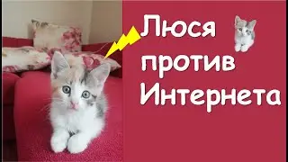 Кошечка Люся против Интернета.