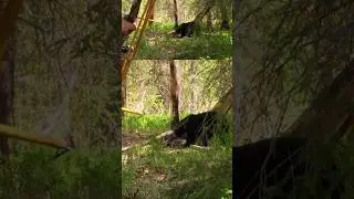 Alaska Black Bear at eye level‼️