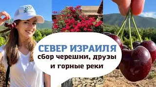 ЖИЗНЬ В ИЗРАИЛЕ: поездка на Север, деревня друзов, черешня, святая земля, Иордан