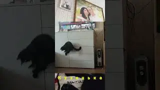 Кузя ловит луч указки