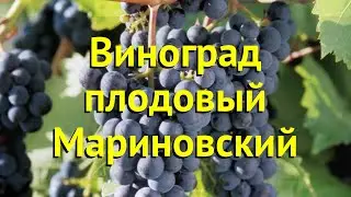 Виноград плодовый плодовый Мариновский. Краткий обзор, описание vitis vinifera Мариновский
