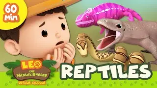 Dinosaurs, Dragons and More! 🦖 Leo the Wildlife Ranger 1 HOUR Animal Special | Kids Cartoons