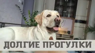 Длительные прогулки и лабрадор
