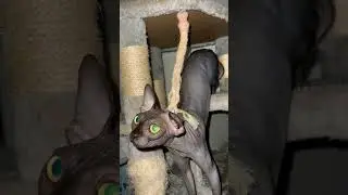 Мэгги завелась с полуоборота смотреть до конца