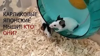 Уход и содержание ЯПОНСКИХ МЫШЕЙ