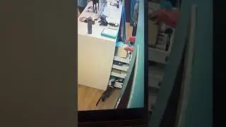 Cat is Lucky to Be Alive