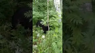 Медвежонок принимает удар на себя. 