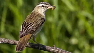 The sedge warbler (Birds of Russia) Film 90