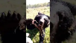 Реактивный медвежонок. #russianbear