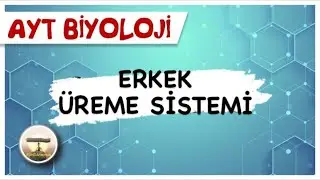 AYT Biyoloji | Erkek Üreme Sistemi #sayfa120