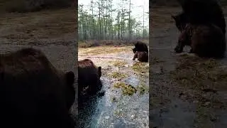 До свадьбы заживёт. 