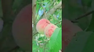 Латвийские персики. #еда #peaches #Latvia