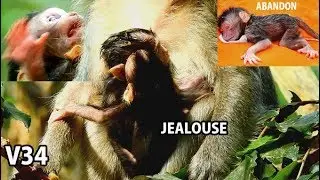 JEALOUS !! Poor Calvin shake head on face Celine for grab milk| Calvin cry tell Casi Cuz not win.