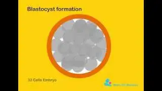 Blastocyst formation