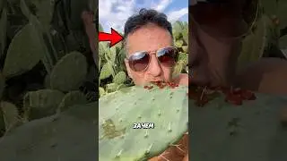 Зачем они едят кактусы?!😱🌵