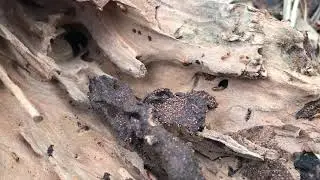 Termite Nasutitermes Found Destroying A Tree