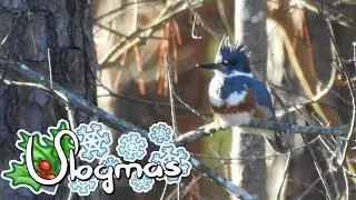 My True Love Found Me a Kingfisher!! 🎄 Vlogmas 2019 ❄️ Day 3