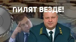 Пилят везде! Что скрывают смоленские леса и кабинет Юрия Шарина?