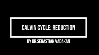 Calvin Cycle  Reduction