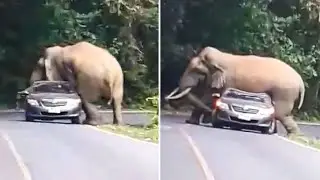 When Animals Go On A Rampage! Interesting Animal Moments CAUGHT ON CAMERA