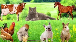 Farm Animal Sounds: Chicken, Cow, Dog, Cat, Sheep, Elephant, Horse, Monkey - Cute Animal Videos