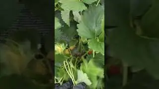 *Фусанока*сорт клубники.тел.89038367533