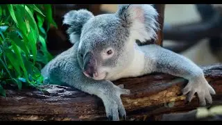Интересные факты про коалу(Interesting facts about the koala).