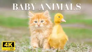 Adorable Baby Wild Animals With Relaxing Music, Healthy Music, Baby Animals 4K