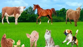 Familiar Animals Around Us - Dogs, Chickens, Cats, Cows, Horses, Goats - Animal Moments