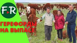 Герефорды. Коровы и телята на пастбище. Круговая система орошения полей. Бердиевский элеватор Агро.