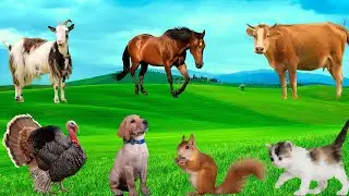 Funny Animal Moments - Cow, Dog, Turkey, Cat, Goat, Horse - Animal Sounds