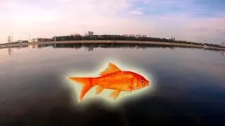 Амур. Подводная съёмка на границе с Китаем. Часть 3