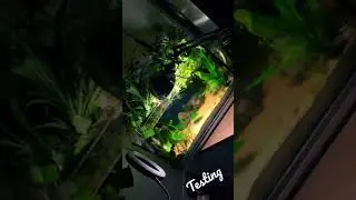 Planted Aquarium / Riparium tank test