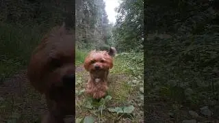 Филя и слоумо