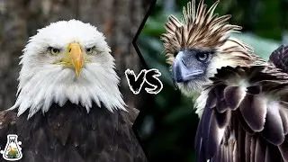 BALD EAGLE VS PHILIPPINE EAGLE - Which is the strongest?