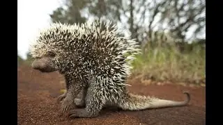 Интересные факты про дикобраза(Interesting facts about porcupine).