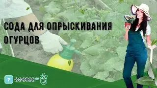 Сода для опрыскивания огурцов