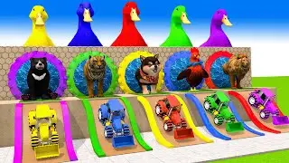 5 Giant Duck Cartoon,Tiger,Cow,Gorilla,Dog,Lion,Cat Long Slide Wild Animals Crossing Fountain 2023